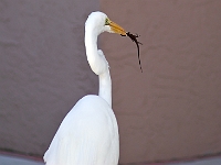 Flamingo 2